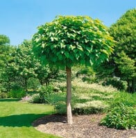 Catalpa bignonioides Nana Stammhöhe 180 cm + Krone