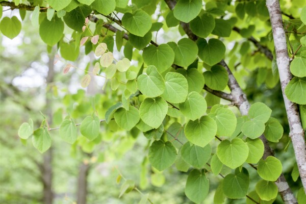 Cercidiphyllum japonicum Sta C20 Krone mehrj. Sth. 125-