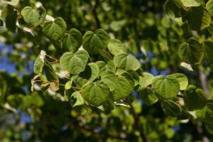 Cercidiphyllum japonicum Sta C20 Krone mehrj. Sth. 125-