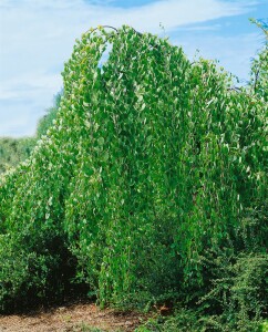 Cercidiphyllum japonicum Sta C20 Krone mehrj. Sth. 125-