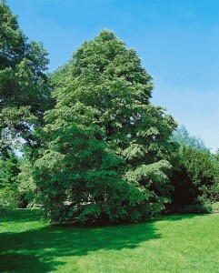 Cercidiphyllum japonicum Sta C20 Krone mehrj. Sth. 125-