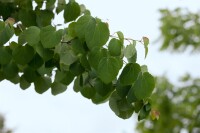 Cercidiphyllum japonicum Sta C20 Krone mehrj. Sth. 125-