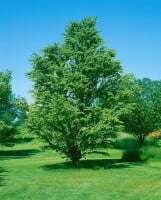 Cercidiphyllum japonicum Sta C20 Krone mehrj. Sth. 125-