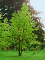 Cercidiphyllum japonicum Sta C20 Krone mehrj. Sth. 125-