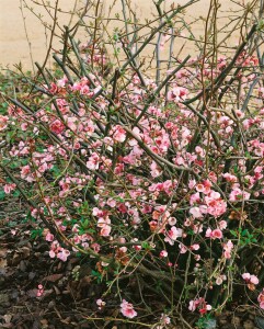 Chaenomeles japonica 40- 60 cm