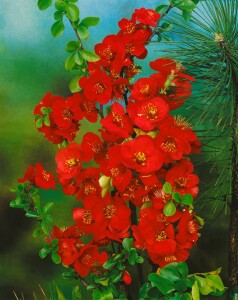 Chaenomeles japonica 40- 60 cm