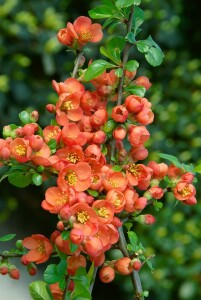 Chaenomeles japonica 40- 60 cm