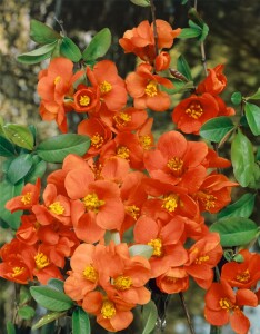 Chaenomeles japonica 40- 60 cm