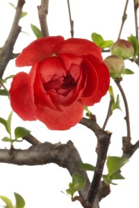 Chaenomeles japonica 40- 60 cm