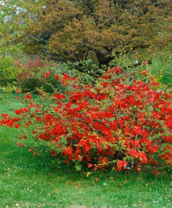 Chaenomeles japonica 40- 60 cm