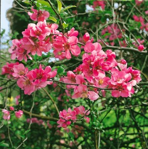 Chaenomeles japonica 40- 60 cm