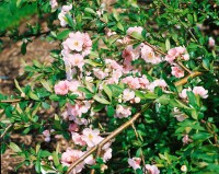 Chaenomeles japonica 40- 60 cm