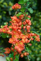 Chaenomeles japonica 40- 60 cm