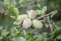 Chaenomeles japonica 40- 60 cm