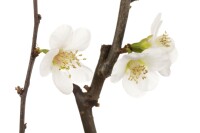 Chaenomeles japonica 40- 60 cm