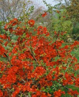 Chaenomeles japonica 40- 60 cm