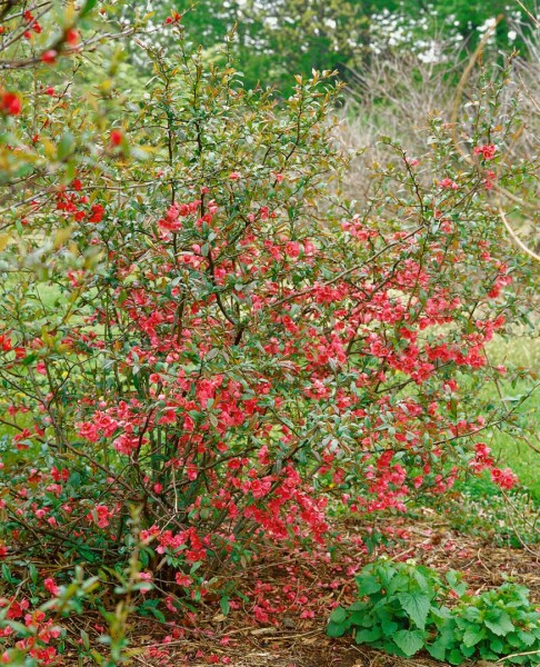 Chaenomeles Rubra Stammhöhe 80 cm