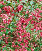 Chaenomeles Rubra Stammhöhe 80 cm