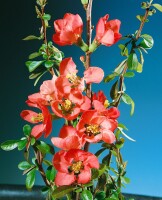 Chaenomeles Rubra Stammhöhe 80 cm