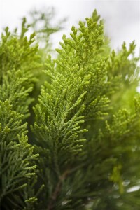 Chamaecyparis lawsoniana Alumigold 3xv mb 100-125 cm...