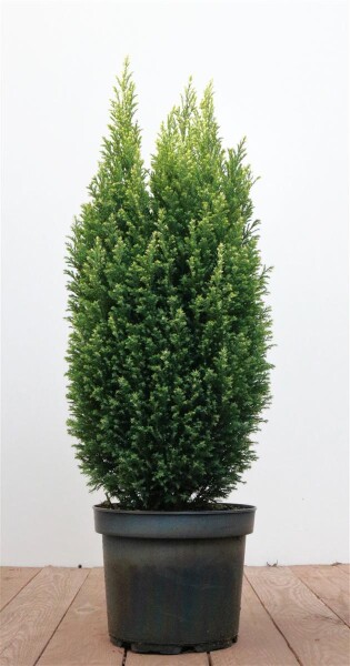 Chamaecyparis lawsoniana Snow White  C4 50-60