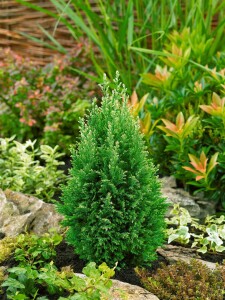 Chamaecyparis lawsoniana Snow White  C4 50-60