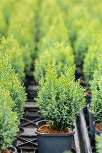 Chamaecyparis lawsoniana Snow White  C4 50-60