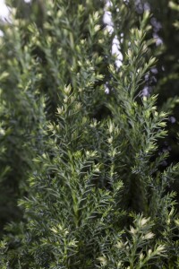 Chamaecyparis lawsoniana Snow White  C4 50-60