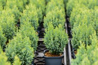 Chamaecyparis lawsoniana Snow White  C4 50-60