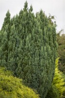 Chamaecyparis lawsoniana Snow White  C4 50-60