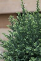 Chamaecyparis lawsoniana Snow White  C4 50-60