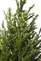 Chamaecyparis lawsoniana Snow White  C4 50-60