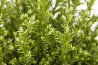 Chamaecyparis lawsoniana Snow White  C4 50-60