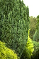 Chamaecyparis lawsoniana Snow White  C4 50-60