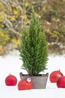 Chamaecyparis lawsoniana Snow White  C4 50-60