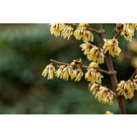 Chimonanthus praecox kräftig 4xv mDb 200-250