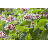 Clerodendrum trichotomum fargesii mb 100-125 cm