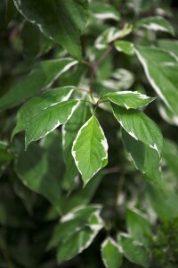 Cornus alba Elegantissima 100- 125 cm