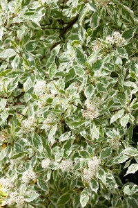 Cornus alba Elegantissima 100- 125 cm