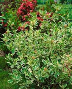 Cornus alba Elegantissima 100- 125 cm