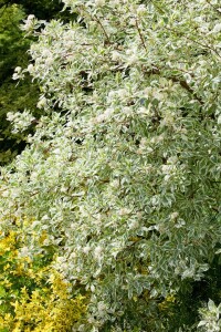 Cornus alba Elegantissima 100- 125 cm