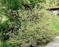 Cornus alba Elegantissima 100- 125 cm