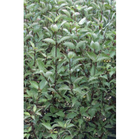 Cornus alba Kesselringii 150- 200 cm