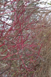 Cornus alba Sibirica C18 150-175