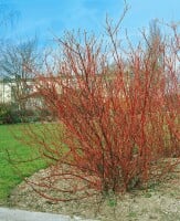 Cornus alba Sibirica C18 150-175