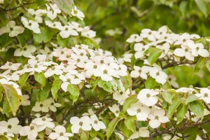 Cornus kousa kräftig 150- 175 cm