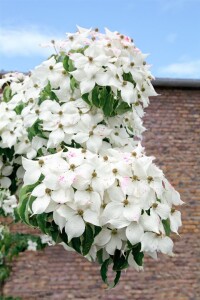 Cornus kousa kräftig 150- 175 cm