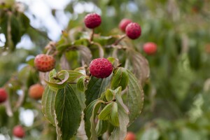 Cornus kousa kräftig 150- 175 cm