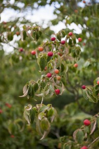 Cornus kousa kräftig 150- 175 cm