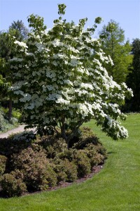 Cornus kousa kräftig 150- 175 cm